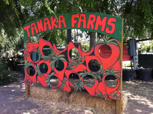 Tanaka Farms イチゴ達の顔ハメ看板